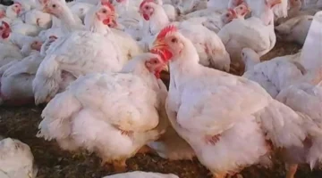 تحديث السعر.. كيلو الفراخ البيضاء في بورصة الدواجن الأربعاء 24 ديسمبر 2025